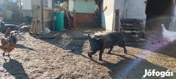 Házi és haszonállat