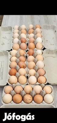 Házi fias tojás eladó - 80 Ft/db - Pölöskefő