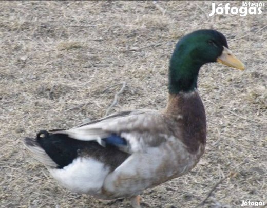 Házi fiú kacsa eladó