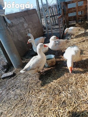 Házi lúd tojás keltetésre