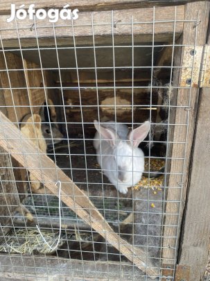 Házi nyúl eladó