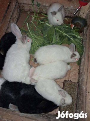 Házi nyúl eladó