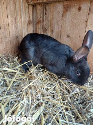 Házi nyúl eladó