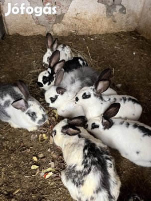 Házi nyúl eladó
