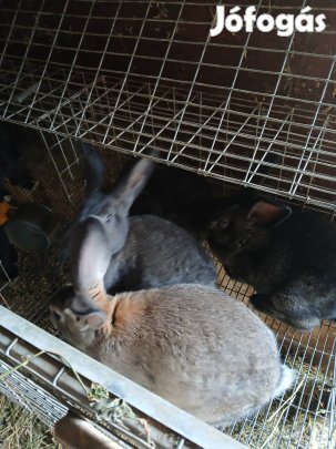 Házi nyúl eladó 