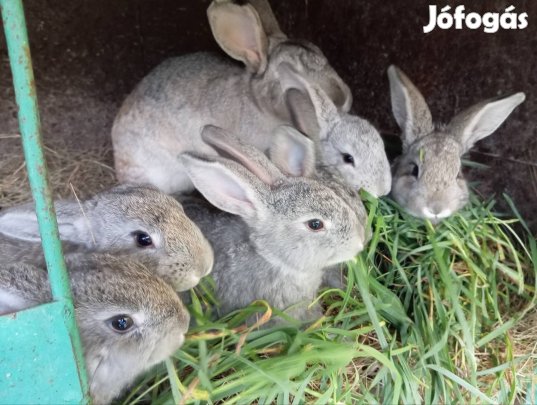 Házi nyúl kölyök 