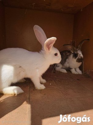 Házi nyúl magyar óriás