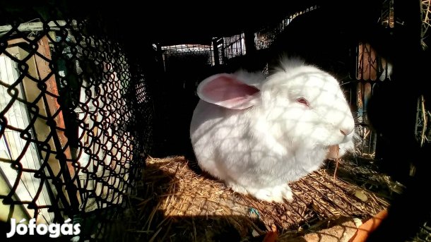 Házi nyúlak - több színben