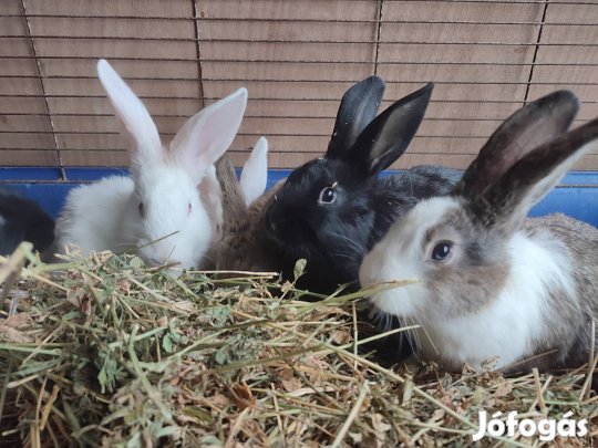 Házi nyulak, nyuszik
