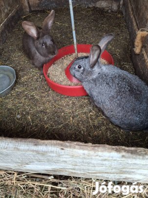 Házi nyulak tovább ugrálnának