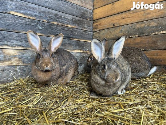 Házi nyuszi eladó!