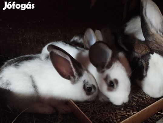 Házi nyuszi eladó, kölcsönzés