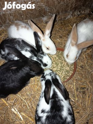 Házi nyuszik eladóak