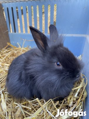 Házi oroszlánfejű törpenyulak