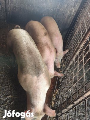 Házi sertés eladó