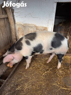 Házi sertés hízó eladó