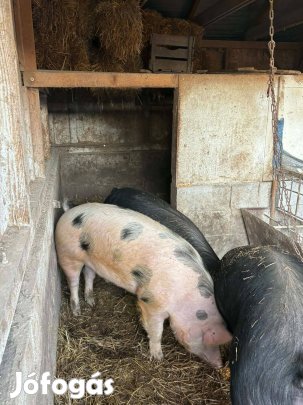 Házi takarmányon nevelt hizo