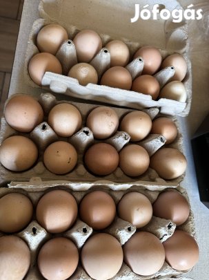 Házi tojás Zuglóban eladó
