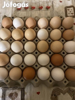 Házi tojas akár keltetesre is