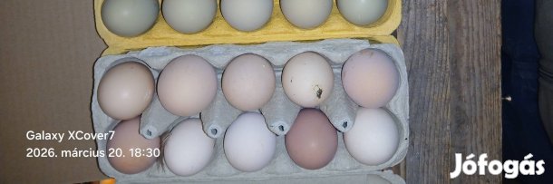 Házi tojás eladó