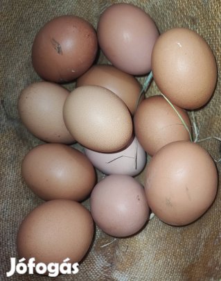 Házi tojás eladó