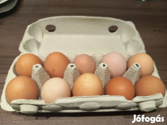 Házi tojás eladó