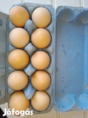 Házi tojás eladó
