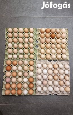 Házi tojás eladó őstermelőtől