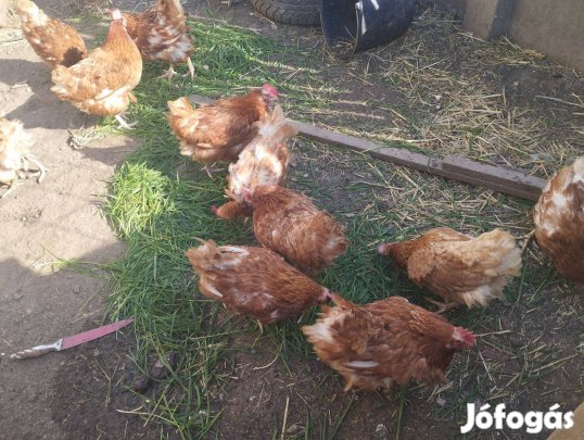 Házi tojó tyúkok eladók