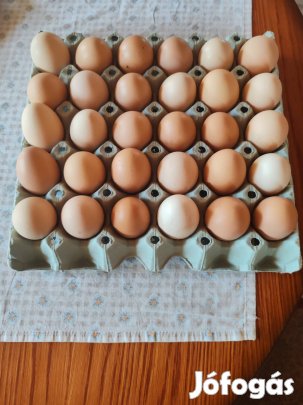 Házi tyúk tojás 