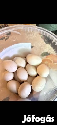 Házi vadkacsa tojás 