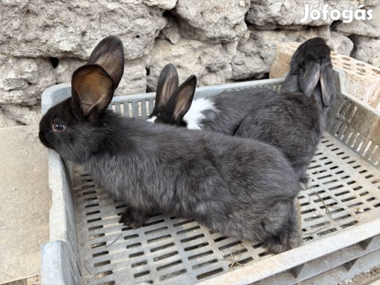 Házinyúl, 5 hónapos