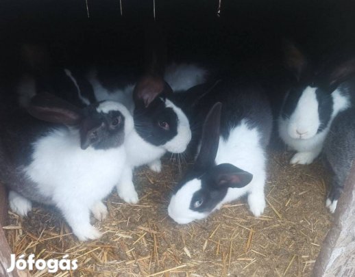 Házinyúl eladó