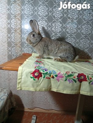 Házinyulak eladók 
