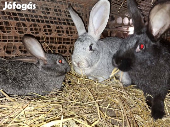 Házinyuszik eladók