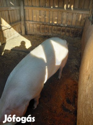 Háztáji Hízó eladó