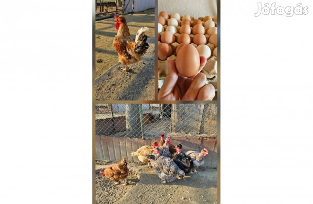Háztáji baromfi tojás , kopasznyakú bóbitás szakállas tyúk tojások ,
