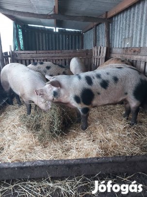 Háztáji hízó eladó