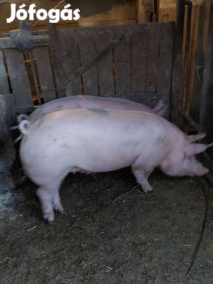 Háztáji hízók eladók