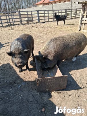 Háztáji hízók húsvétra