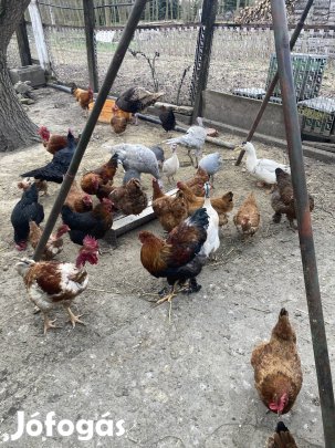Háztáji kakas és tyúk 