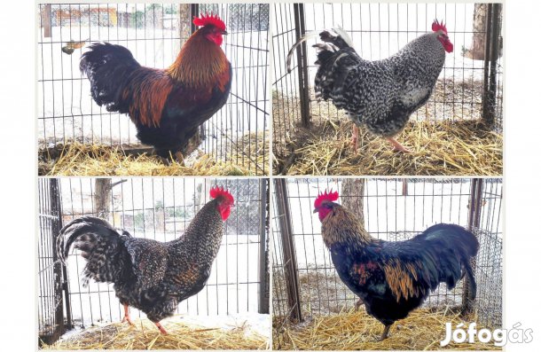 Háztáji nagyméretű kakasok 4,5 Kg