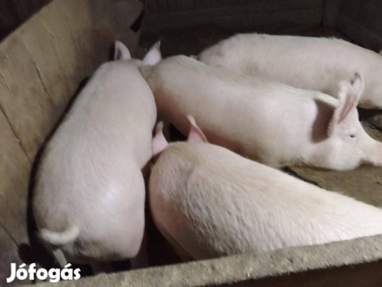 Háztáji nagysúlyú hízók eladó