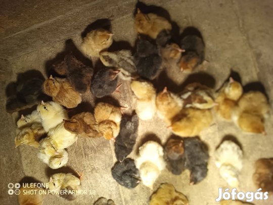 Háztáji napos csibék eladók!