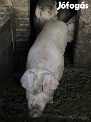 Háztáji tápmentes hízók eladók