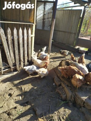 Háztáji tojó tyukok és kakasok valamint az állománytól 100 db keltetés