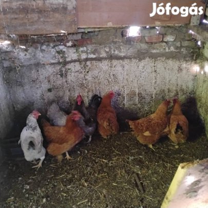 Háztáji tyúk 