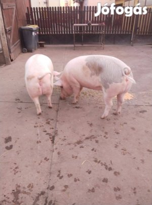 Háztályí hízó eladó