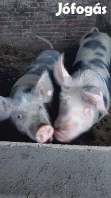 Háztályi hízók eladók