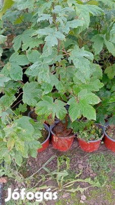 Hegyi juhar kont eladó